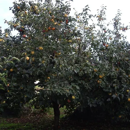 Trulli Convertini Aparthotel