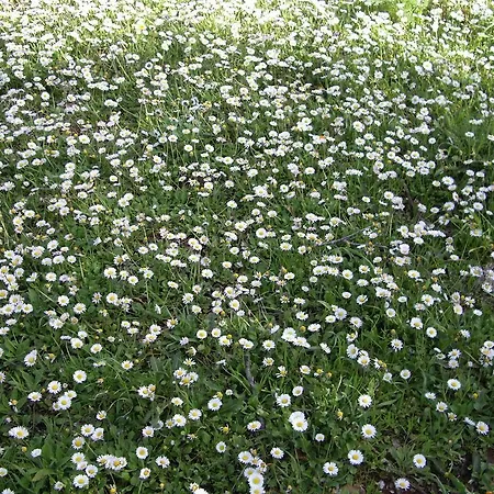 Trulli Convertini Aparthotel