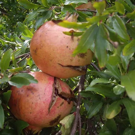 公寓式酒店 Trulli Convertini 洛科罗通多