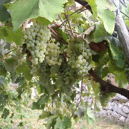 Trulli Convertini 公寓式酒店 洛科罗通多