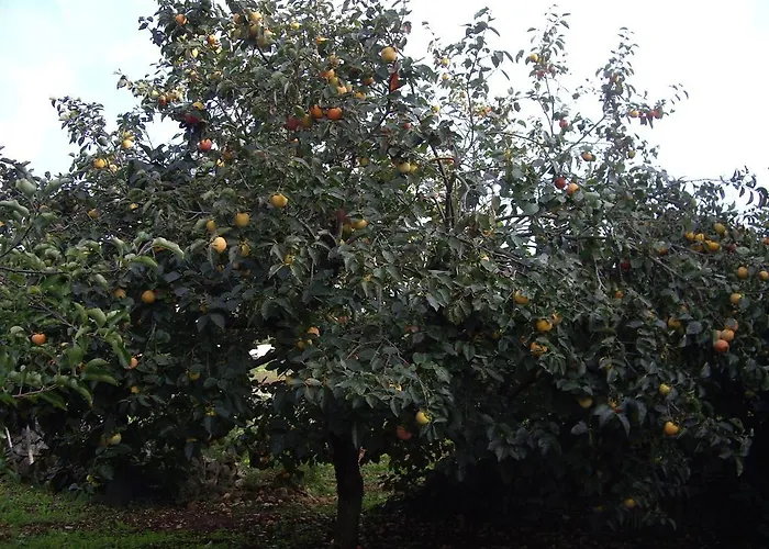 Trulli Convertini アパートホテル